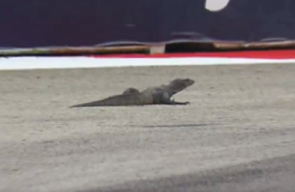 guster f1